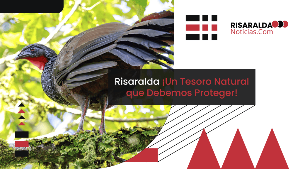 Lee más sobre el artículo Risaralda ¡Un Tesoro Natural que Debemos Proteger!