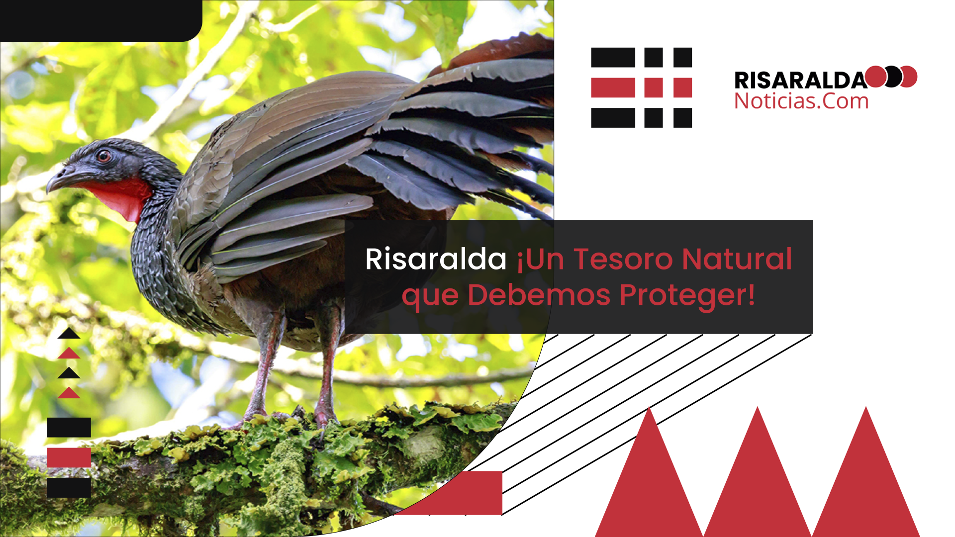 En este momento estás viendo Risaralda ¡Un Tesoro Natural que Debemos Proteger!