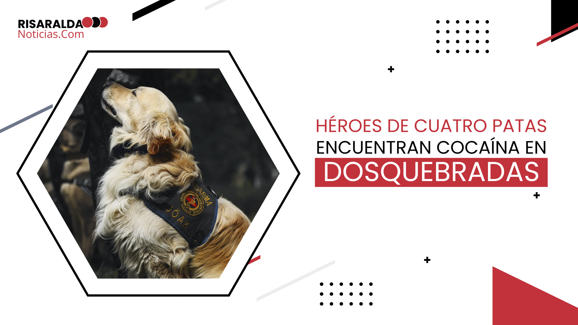 En este momento estás viendo Héroes de Cuatro Patas Encuentran Cocaína en Dosquebradas